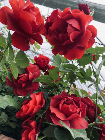 Foto 2, Rožu stādu audzētavā "Natālijas Rozes", no 1. februāra līdz oktrobrim, ar iespēju palikt pastāvīgi. Nodrošinām dzīvošanu bez īres maksas (māja). Darbs prasa precizitāti, kā arī fizisku izturību. Pieredze nav nepieciešam- visu iemācām. Mājā var dzīvot arī ģimene, bet darbu nodrošinu 1 strādniekam. Ventspils atrodas 30 km (20 min) attālumā. Alga: 800 EUR. Tālr. 26135310.