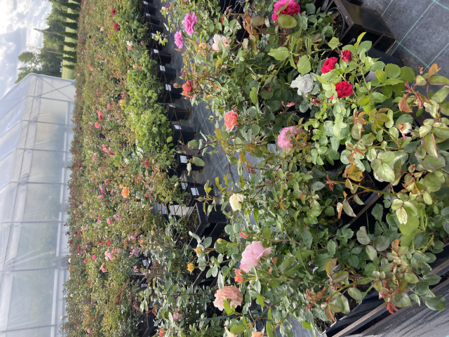 Foto 1, Rožu stādu audzētavā "Natālijas Rozes", no 1. februāra līdz oktrobrim, ar iespēju palikt pastāvīgi. Nodrošinām dzīvošanu bez īres maksas (māja). Darbs prasa precizitāti, kā arī fizisku izturību. Pieredze nav nepieciešam- visu iemācām. Mājā var dzīvot arī ģimene, bet darbu nodrošinu 1 strādniekam. Ventspils atrodas 30 km (20 min) attālumā. Alga: 800 EUR. Tālr. 26135310.