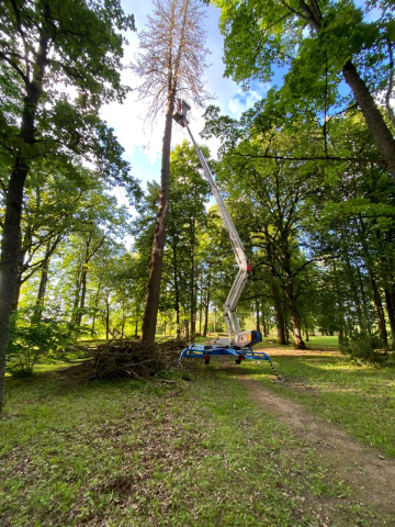 Foto 4, Koku kopšana un bīstamo koku zāģēšana Vidzemē. Tālr. 29608877.