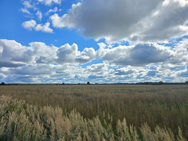 Foto 1, Pārdod lauksaimniecības zemi Vīpes pagastā. Kopējā platība 110 ha. Tālr. 26652300; 26681177.